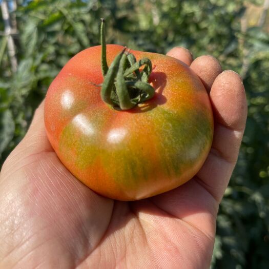 盐边县攀枝花露天种植草莓番茄
