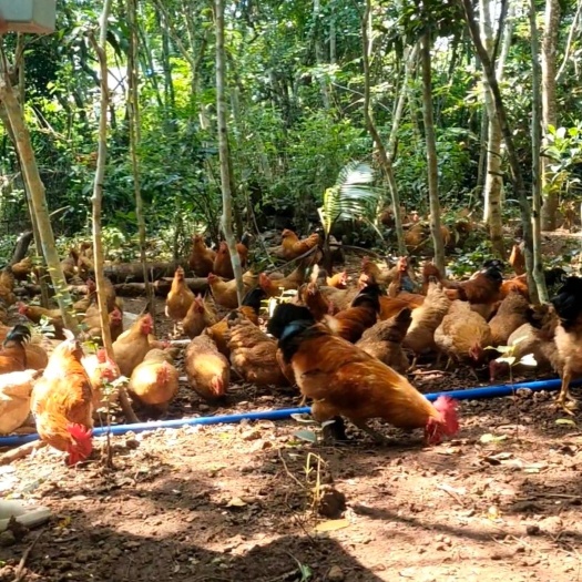海口纯粮食散养走地鸡220天母鸡肉鸡