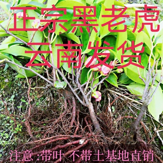 文山市黑老虎苗热卖中