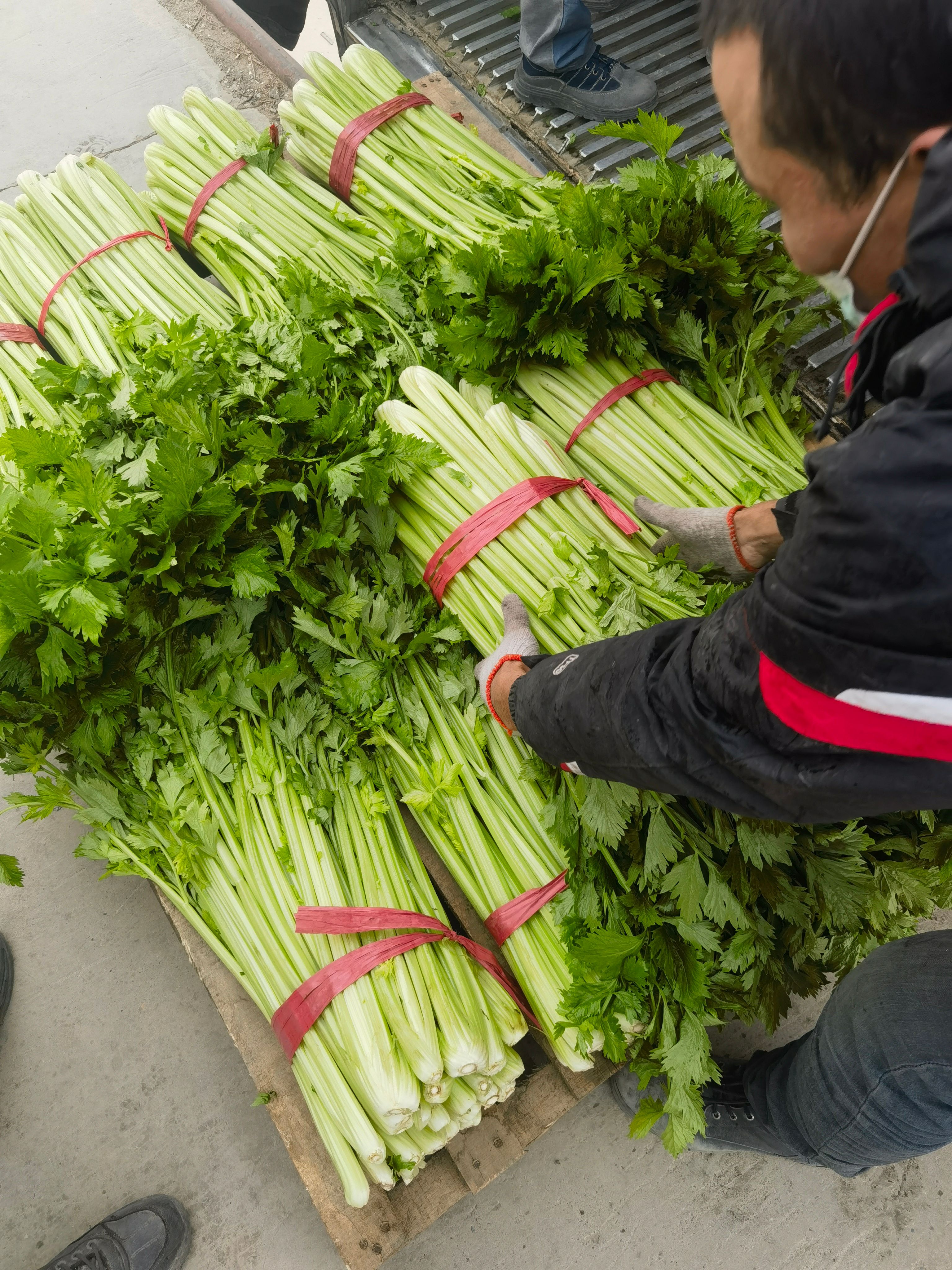 精品芹菜 货在新疆阿克苏库车市
