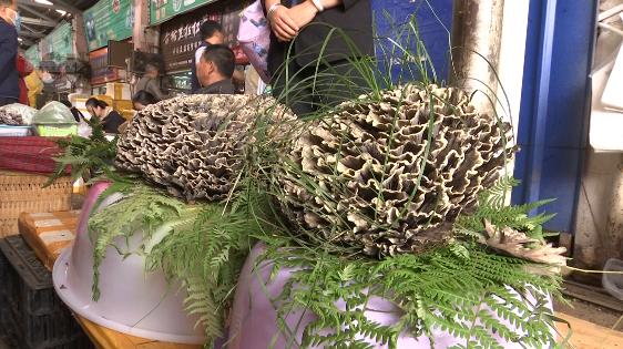云南野生菌批发点