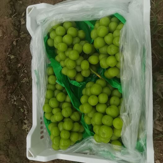 渭南阳光玫瑰葡萄