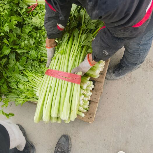 库车市精品芹菜 货在新疆阿克苏库车市