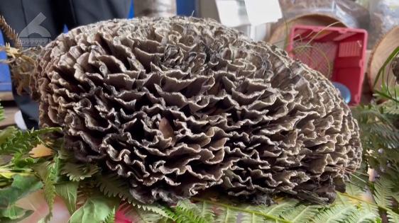 云南野生菌批发点