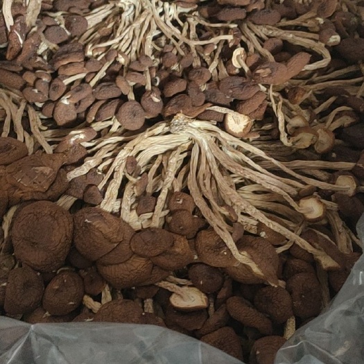 惠州广昌茶树菇