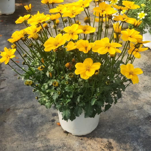 宜良县金悠菊  又名鬼针菊  云南金悠菊