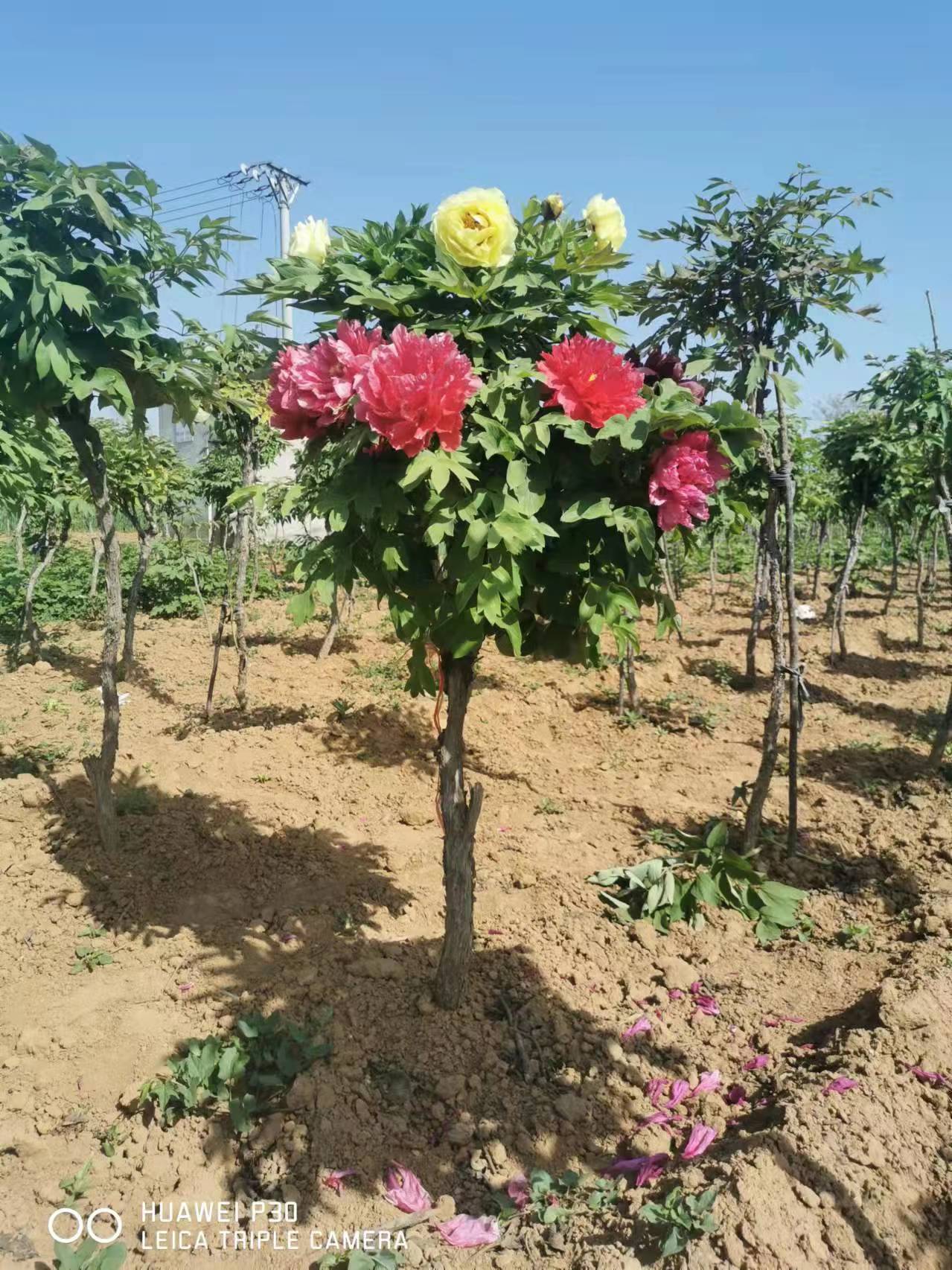 洛陽禾錦盛花卉園藝