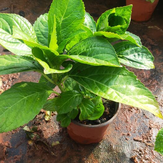 宜良县绣球花  绣球花130红盆  绣球种植销售