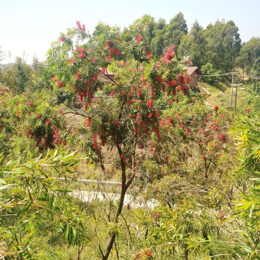 威远县柳叶红千层