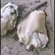 乐亭县三倍体生蚝 精品生蚝大量批发