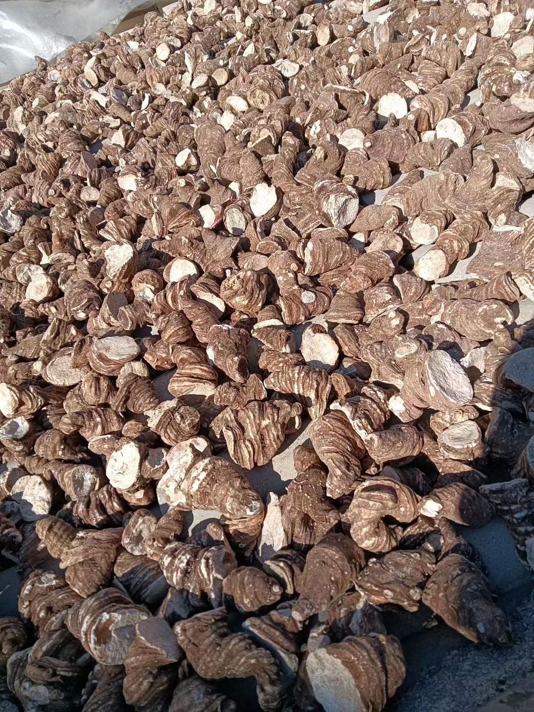 全粉质重楼出售，规格大小随意选择