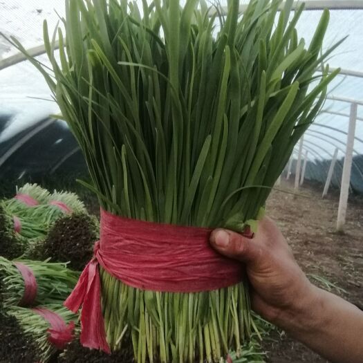 乐亭县韭菜，头刀二刀大量有货，
