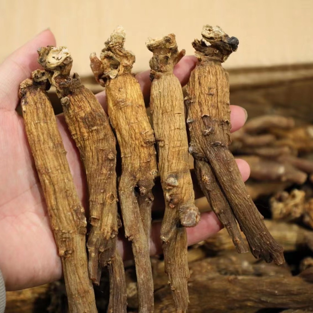 高丽参 长白山