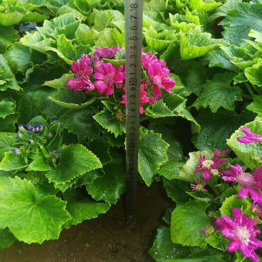 青州市瓜叶菊