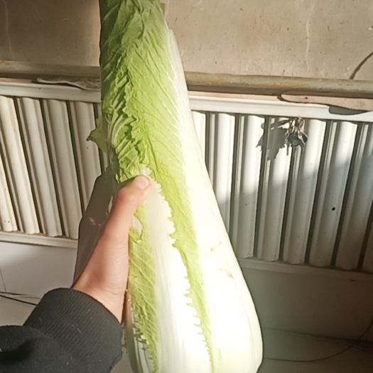 霸州市天津绿箭，仿绍菜，小薄邦，没丝儿，带点甜口