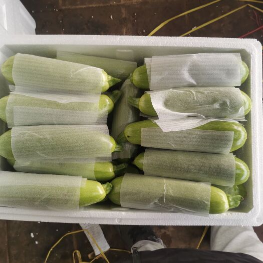 平原县山东平原绿皮西葫芦！超市标准！条好翠绿！大量上市！