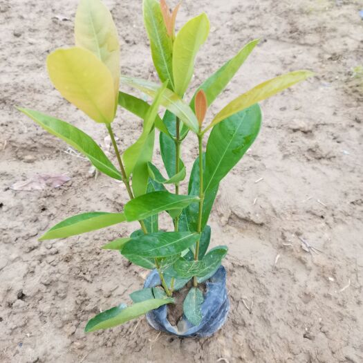 南宁泰国龙船花