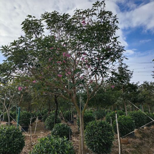 佛山紫花风铃