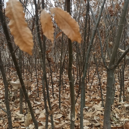 宽甸县三年整栗子苗四万多棵，嫁接，占地都可以，欢迎各位老板订购