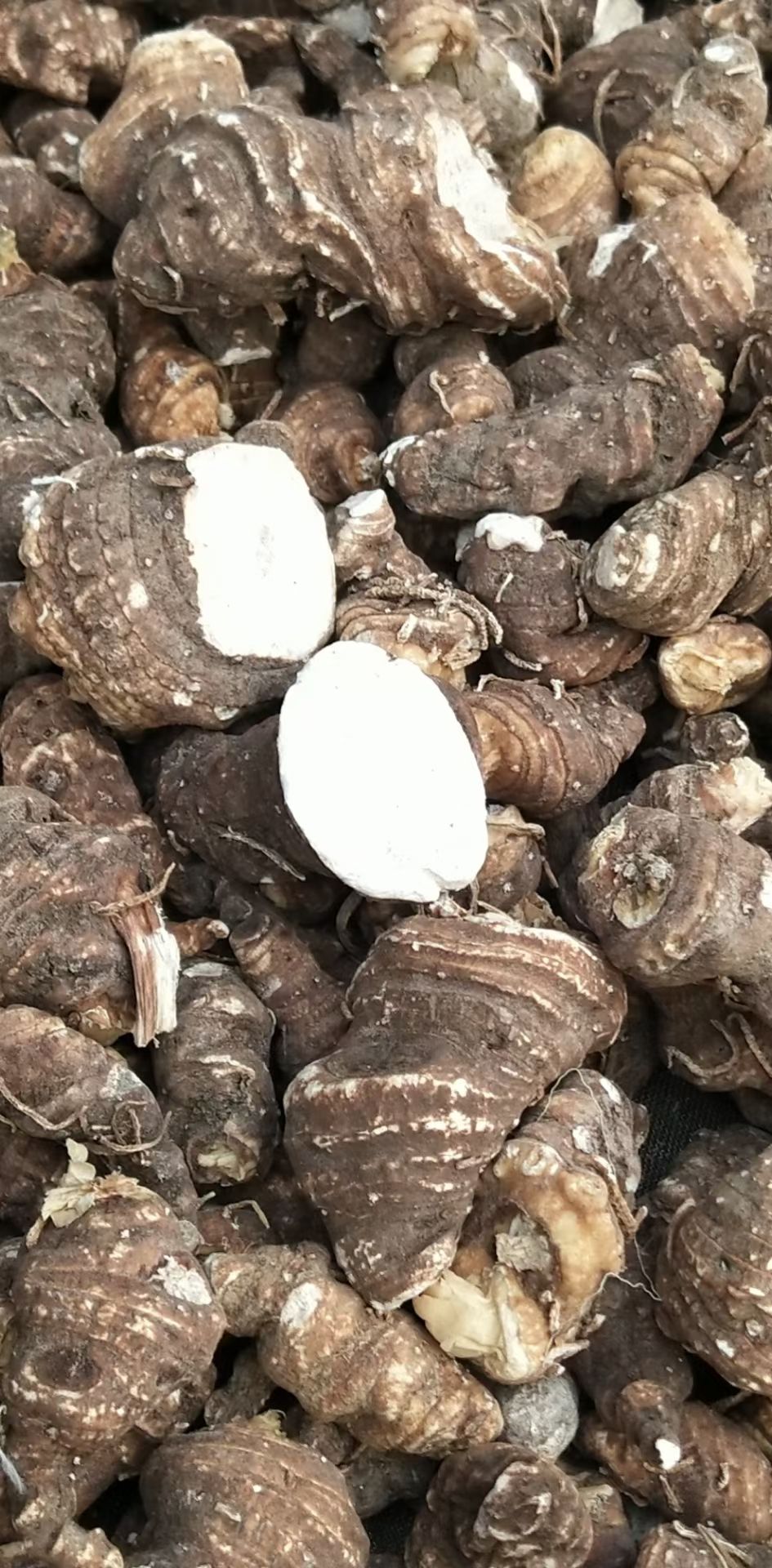 全粉质重楼出售，规格大小随意选择