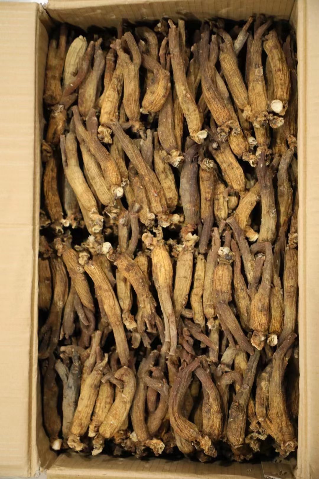 高丽参 长白山