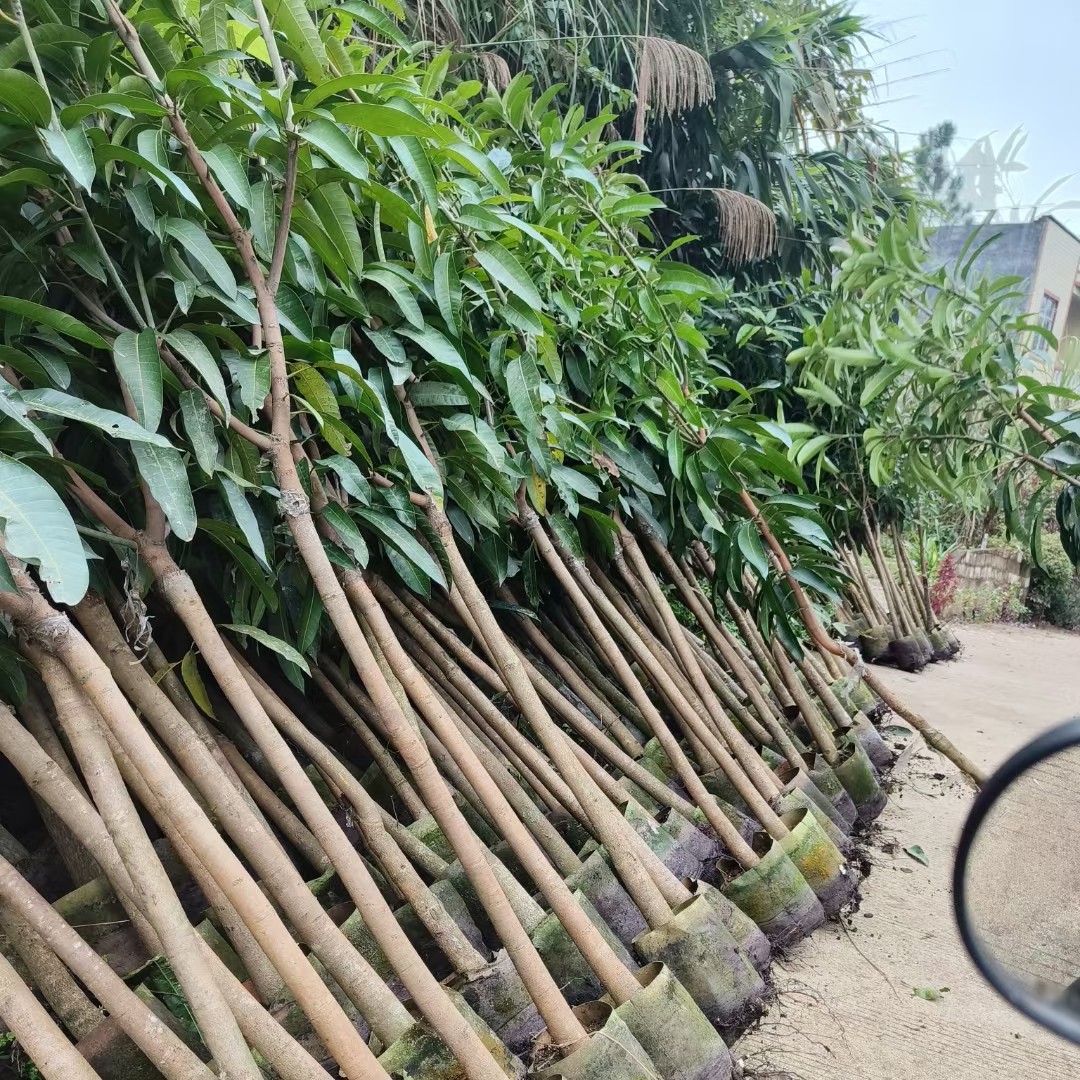金煌芒果苗
