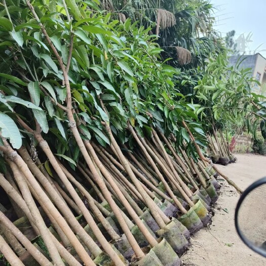 钦州金煌芒果苗
