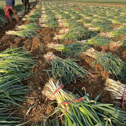 新野县新野大葱种植基地