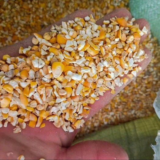 郓城县厂家直销各类碎玉米，碎大豆等杂粮，适合猪牛羊鸡专用饲料