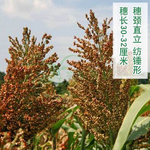 伊通县高粱都糯201