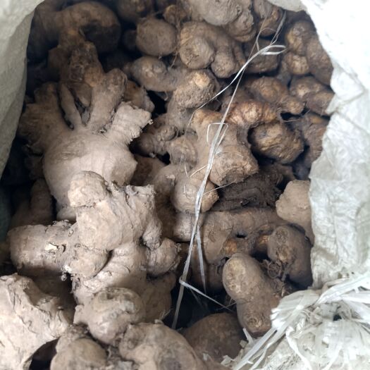 长顺县白囗姜老姜