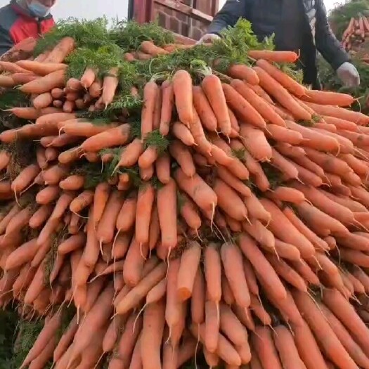 开封精品三红胡萝卜