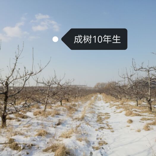 瓦房店市红灯笼、美早、沙美豆、俄八大樱桃树1000元/棵