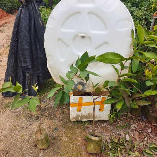 灵山县莲雾果树苗黑金刚黑糖芭比莲雾广西福建产地大叶红带花带果