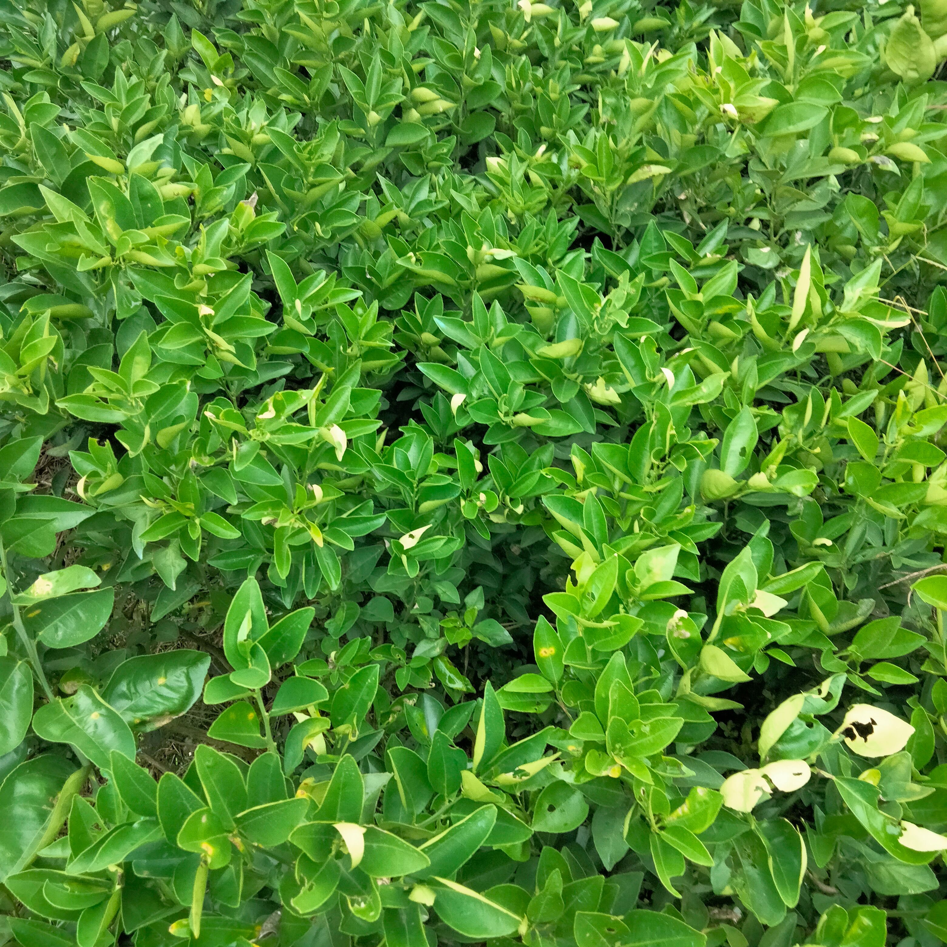 夏橙树苗 嫁接苗