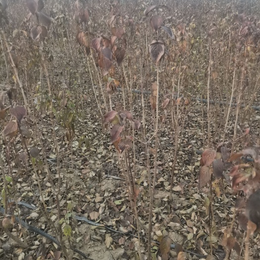 鹿邑县河南基地直供山茱萸苗，又名枣皮树，中药材绿化苗，明年挂果树。