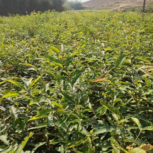 黄平县出售|1一2年生麻栎苗
