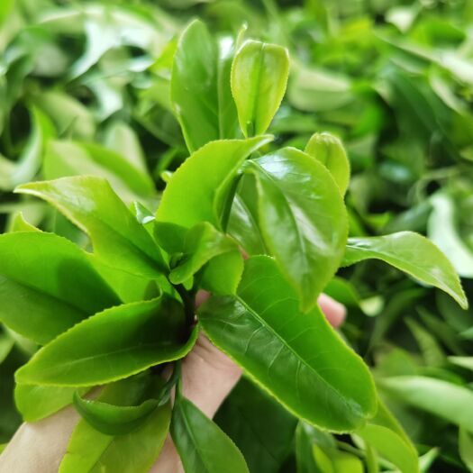 饶平县雪片鸭屎香清香醇不过春茶，香不过雪片