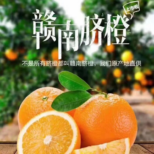 宁都县【果园直供】赣南脐橙20斤精品大果80－85mm应季现摘现