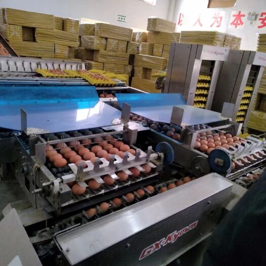 新乡批发-粉壳土鸡蛋/红壳鲜蛋，承接各大商超，批发市场，保证品质