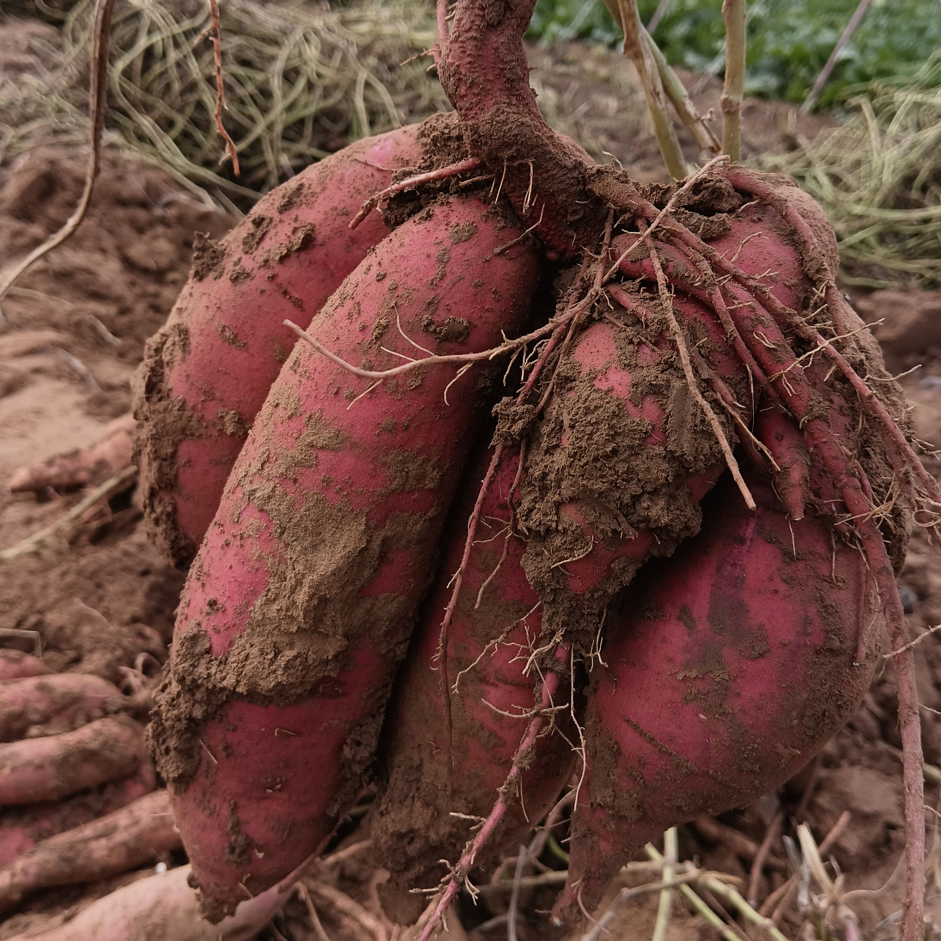西瓜红 烟薯25流糖蜜薯红薯苗