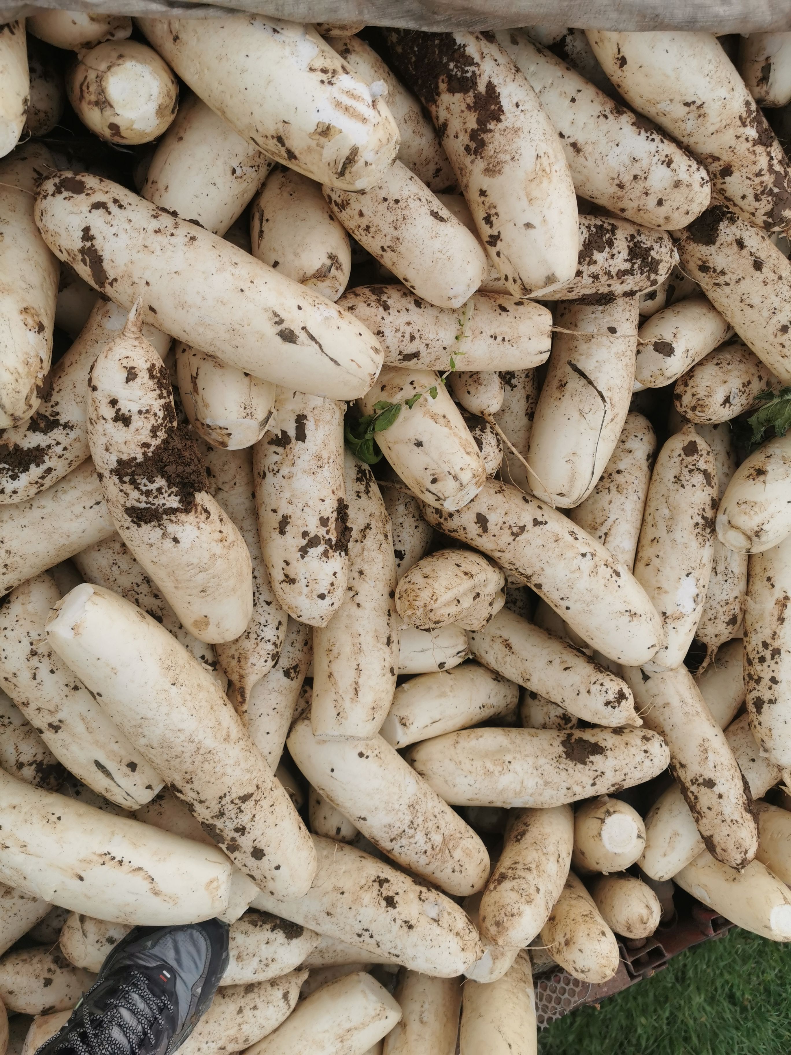 加工厂白萝卜7-9公分  渣货白萝卜 泥萝卜  土萝卜