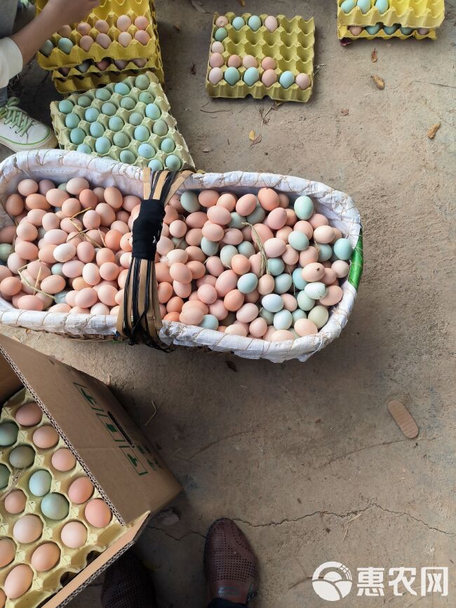 粉蛋土鸡蛋420枚装当天现捡散养土鸡蛋全国发货感好保质保量