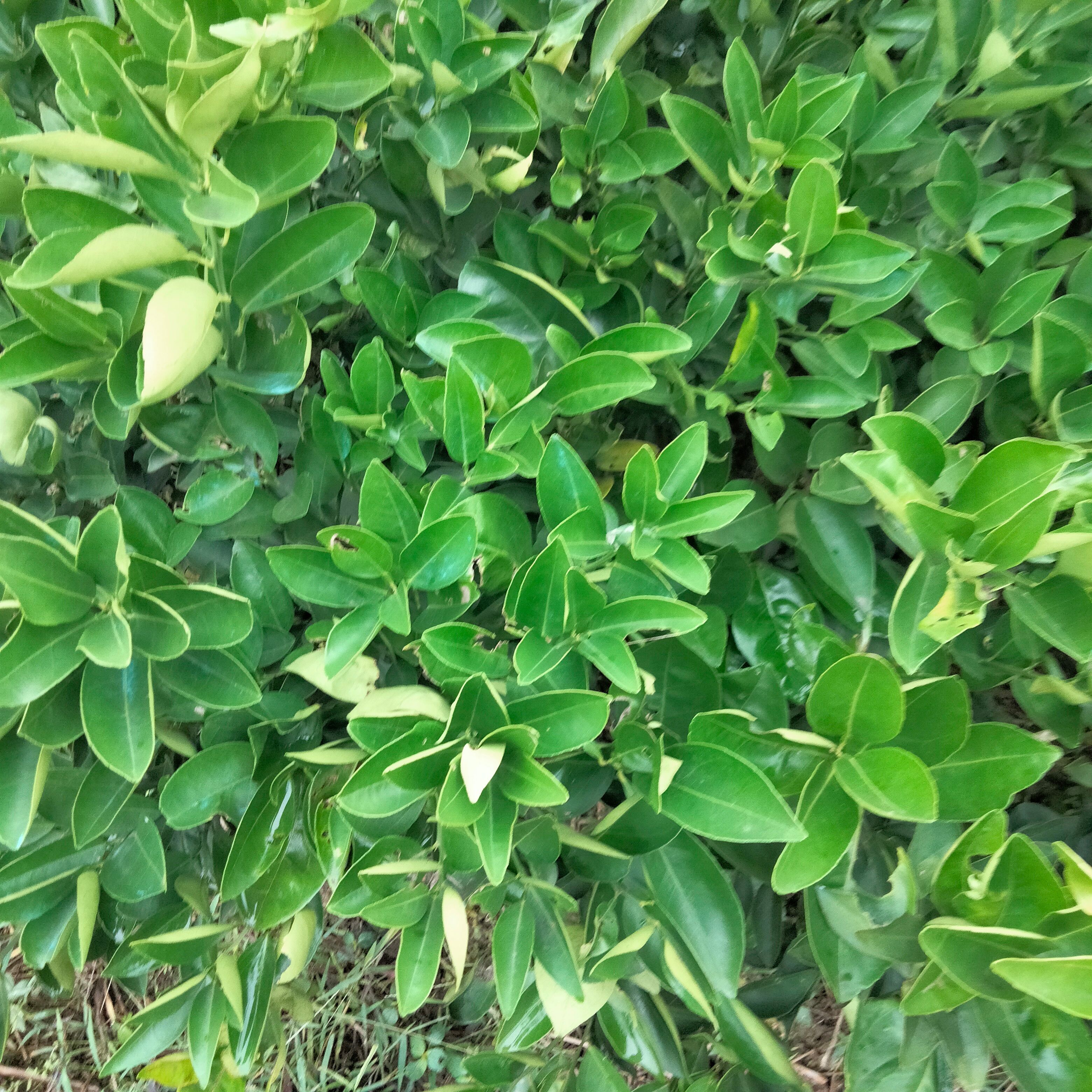 夏橙树苗 嫁接苗