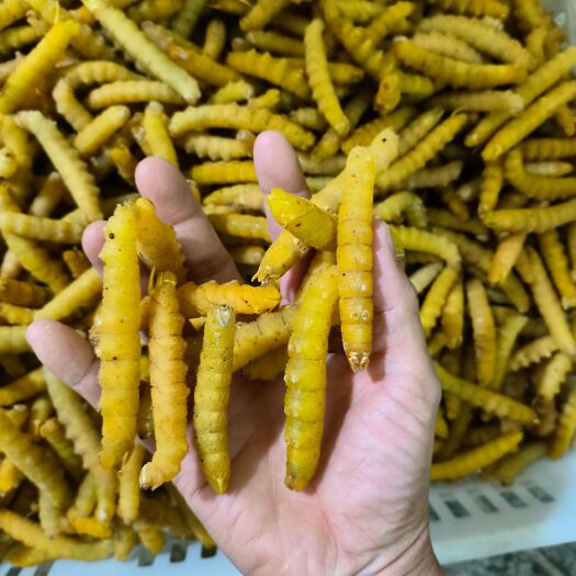 湛江单冻精品熟豆虫豆丹，少水无冰。