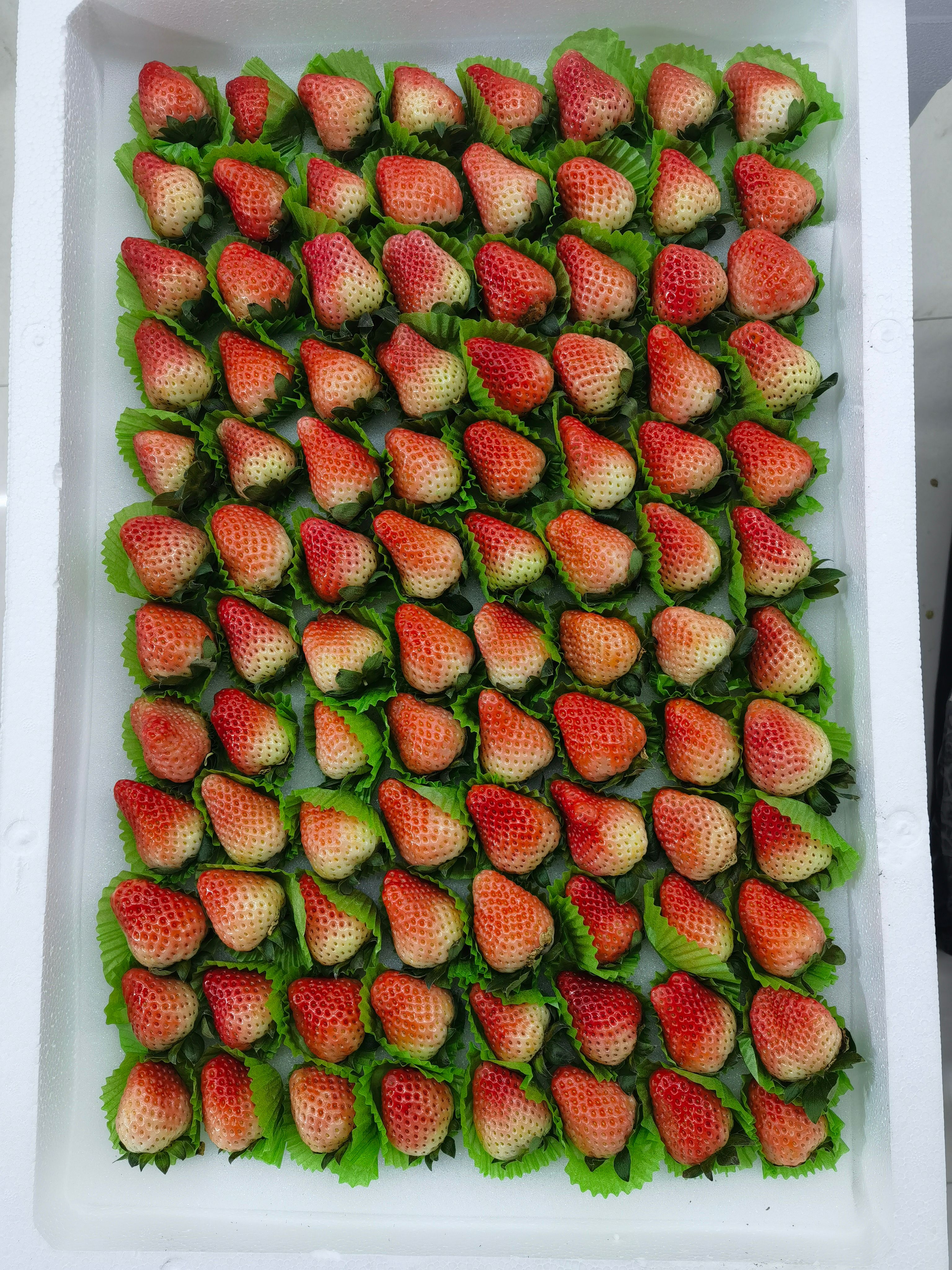 产地大量，价格不高