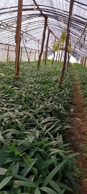 西南種植園