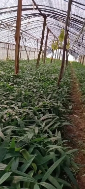 筠连县永文中药材种植专业合作社