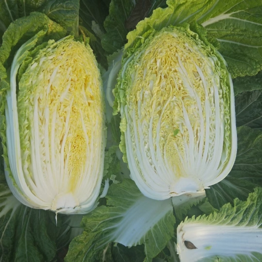 商丘黄心白菜