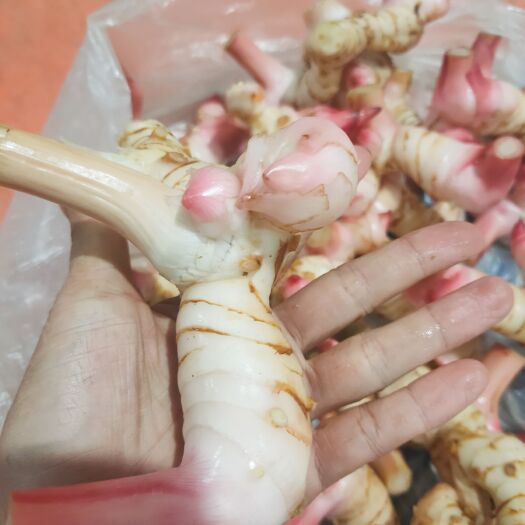 南宁泰国南姜 白皮南姜冬阴功调料 基地直发 现挖先发